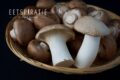 8 makkelijke recepten met paddenstoelen