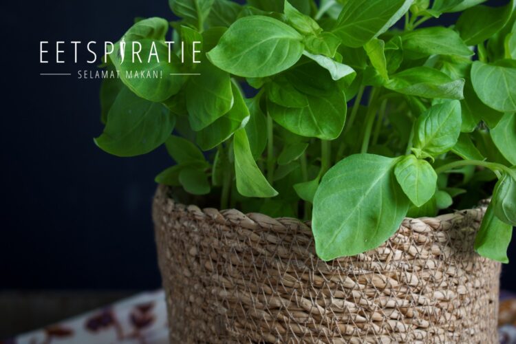 Kemangi aromatische basilicum uit de Indonesische keuken